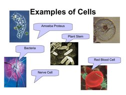Examples of Cells
Amoeba Proteus
Plant Stem
Red Blood Cell
Nerve Cell
Bacteria
