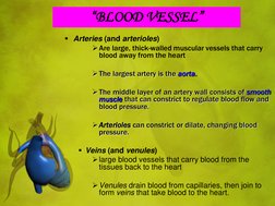 Arteries (and arterioles)  
Are large, thick-walled muscular vessels that carry 
blood away from the heart 
 
The largest