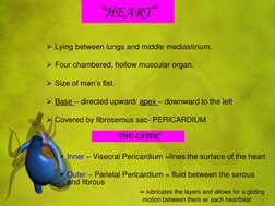 “HEART” 
 
 
Lying between lungs and middle mediastinum. 
 
Four chambered, hollow muscular organ. 
 
Size of man’s fist.