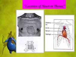 “Location of Heart in Thorax” 

