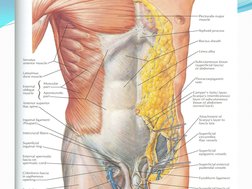Anterior Abdominal Wall Anatomy Overview | PDF | Abdomen ...