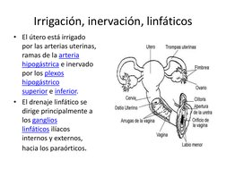 Irrigación, inervación, linfáticos (http://es.wikipedia.org/wiki/Ganglio_linf%C3%A1tico) 
 
• El útero está irrigado 
por l