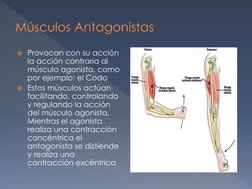 Provocan con su acción 
la acción contraria al 
músculo agonista, como 
por ejemplo: el Codo 
Estos músculos actúan 
facili