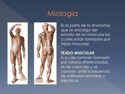 Es la parte de la Anatomía 
que se encarga del 
estudio de los músculos los 
cuales están formados por 
tejido muscular.