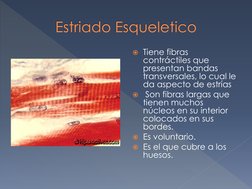 Tiene fibras 
contráctiles que 
presentan bandas 
transversales, lo cual le 
da aspecto de estrías 
 Son fibras largas que