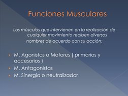 Los músculos que intervienen en la realización de 
cualquier movimiento reciben diversos  
nombres de acuerdo con su acción: