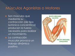 Son músculos que 
mediante su 
contracción (de tipo 
isotónica concéntrica) 
producen la fuerza 
necesaria para realizar 
un