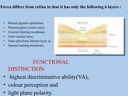 Fovea differs from retina in that it has only the following 6 layers :
•
Retinal pigment epithelium,
•
Photoreceptors (cones