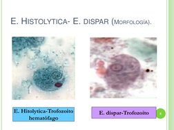 E. HISTOLYTICA- E. DISPAR (MORFOLOGÍA). 
E. Hitolytica-Trofozoito 
hematófago 
E. dispar-Trofozoito 
8 
