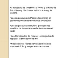 •Corpusculo de Meissner: la forma y tamaño de 
los objetos y discriminar entre lo suave y lo 
áspero.
•Los corpúsculos de Pac