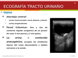 6
VEJIGA:

Abordaje ventral:

cortes transversales: hacia delante y detrás

cortes longitudinales

Pared 
trilaminar, 
f