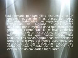 Está formado por laminillas dispuestas en un 
encaje irregular de finas placas de hueso 
llamadas trabéculas. Los espacios en