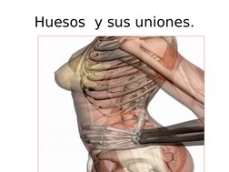 Huesos  y sus uniones.
