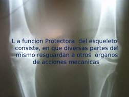 L a funcion Protectora  del esqueleto 
consiste, en que diversas partes del 
mismo resguardan a otros  organos 
de acciones m