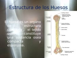 Estructura de los Huesos
El hueso es un organo 
de 
estructura 
compleja ,  el tejido 
oseo 
 
constituye 
una sustancia osea