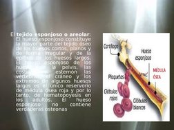 El tejido esponjoso o areolar: 
El hueso esponjoso constituye 
la mayor parte del tejido óseo 
de los huesos cortos, planos y