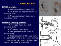 External Ear  
PINNA (auricle) : 
           # sixth week of embryonic  life, 
           # six  tubercles  appear around 1st