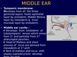 MIDDLE EAR
•
Tympanic membrane:  
Develops from all  the three 
germinal layers. Outer epithelial 
layer by ectoderm, Middle