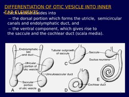 • Each vesicle divides into 
    -- the dorsal portion which forms the utricle,  semicircular 
canals and endolymphatic duct,