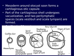 • Mesoderm around otocyst soon forms a 
cartilaginous otic capsule.
• Part of the cartilaginous shell undergoes 
vacuolizatio