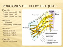 PORCIONES DEL PLEXO BRAQUIAL:
1ª porción:
Tronco superior C5 - C6 
Tronco medio    C7
Tronco inferior   C8 – T1
2ª porción