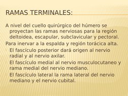 RAMAS TERMINALES: 
A nivel del cuello quirúrgico del húmero se 
proyectan las ramas nerviosas para la región 
deltoidea, esca