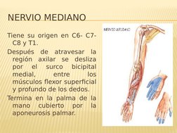 NERVIO MEDIANO
Tiene su origen en C6- C7- 
C8 y T1.
Después de atravesar la 
región axilar se desliza 
por 
el 
surco 
bicipi