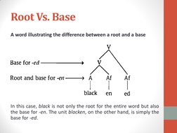 Root Vs. Base  
A word illustrating the difference between a root and a base 
 
 
 
 
 
 
 
 
 
In this case, black is not on