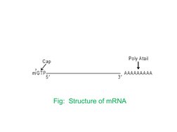 .
Fig:  Structure of mRNA
