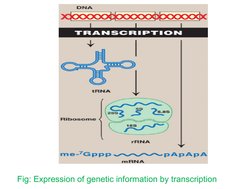 Fig: Expression of genetic information by transcription
