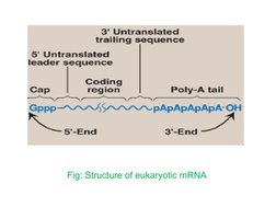 Fig: Structure of eukaryotic mRNA

