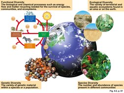 Functional Diversity
The biological and chemical processes such as energy
flow and matter recycling needed for the survival o