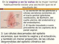 En la vagina y en la vulva de la mujer normal 
habitualmente existe una secreción que es el 
resultado de:
1. La secreción de