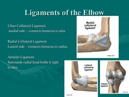 Ligaments of the Elbow
Ligaments of the Elbow
Ulnar Collateral Ligament
Ulnar Collateral Ligament
  medial side – connect