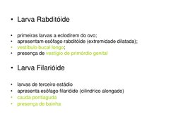 • Larva Rabditóide
•
primeiras larvas a eclodirem do ovo;
•
apresentam esôfago rabditóide (extremidade dilatada);
•
vestíbulo