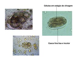 Casca fina lisa e incolor
Células em estágio de clivagem
