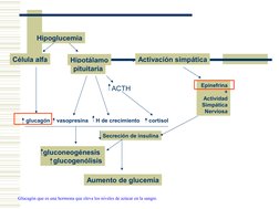 Hipoglucemia
Célula alfa
Hipotálamo
pituitaria
glucagón
vasopresina
H de crecimiento
cortisol
ACTH
Activación simpática
Epine