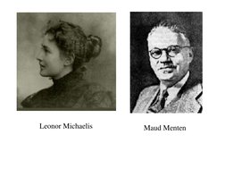 Leonor Michaelis
Maud Menten
