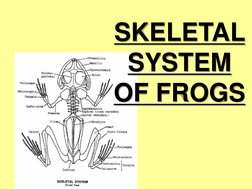 Frog Skeletal System Overview | PDF | Vertebra | Vertebral Column