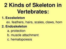 Frog Skeletal System Overview | PDF | Vertebra | Vertebral Column