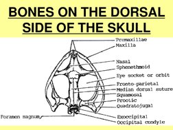 Frog Skeletal System Overview | PDF | Vertebra | Vertebral Column