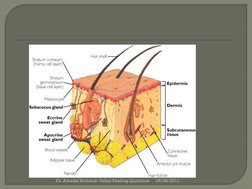 06/08/2011
Dr. Amadiz Richaud- Taller Peeling Químicos
