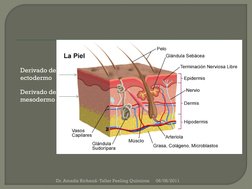 Derivado del 
ectodermo
Derivado del 
mesodermo
06/08/2011
Dr. Amadiz Richaud- Taller Peeling Químicos
