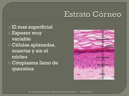 El mas superficial
Espesor muy 
variable
Células aplanadas, 
muertas y sin el 
núcleo
Citoplasma lleno de 
queratina
06/0