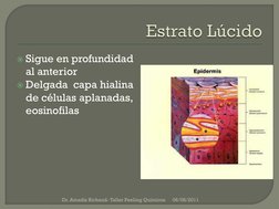 Sigue en profundidad 
al anterior
Delgada  capa hialina 
de células aplanadas, 
eosinofilas
06/08/2011
Dr. Amadiz Richaud-