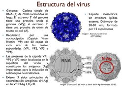 Estructura del virus  
 
Genoma:  Cadena simple de 
RNA (+) de 7400 nucleótidos de 
largo. El extremo 5‘ del genoma 
tiene u