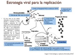 Estrategia viral para la replicación 
Imagen 3. Ciclo biológico y replicativo (Fernández, 2013)2. 

El virus entra en las cé