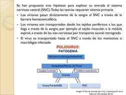 Se han propuesto tres hipótesis para explicar su entrada al sistema 
nervioso central (SNC). Todas las teorías requieren vire