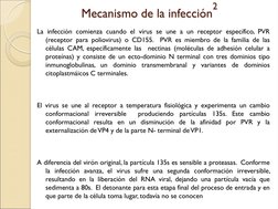 La infección comienza cuando el virus se une a un receptor específico, PVR 
(receptor para poliovirus) o CD155.  PVR es miemb