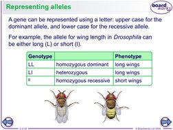5 of 45
© Boardworks Ltd 2009
Genotype
Phenotype
Representing alleles
For example, the allele for wing length in Drosophila c